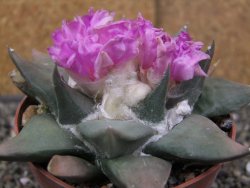 Ariocarpus confusus PP 420 Aramberi NL 10 cm Cites IA