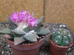 Ariocarpus confusus PP 420 Aramberi NL 10 cm Cites IA - 12409887