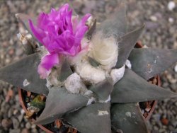 Ariocarpus confusus PP 420 Aramberi NL květináč 8,5 cm Cites IA - 12409891