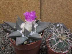 Ariocarpus confusus PP 420 Aramberi NL květináč 8,5 cm Cites IA - 12409894