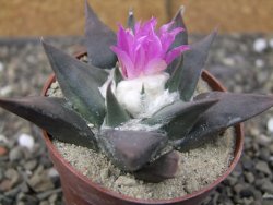 Ariocarpus confusus PP 420 Aramberi NL květináč 6,5 cm Cites IA