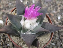 Ariocarpus confusus PP 420 Aramberi NL květináč 6,5 cm Cites IA - 12409900