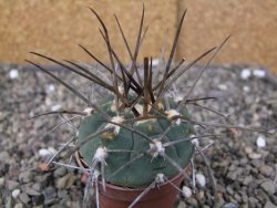 Gymnocalycium armatum LH1431 Pajcho centro, Tarija, pot 5,5 cm