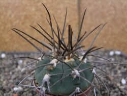 Gymnocalycium armatum LH1431 Pajcho centro, Tarija, pot 5,5 cm - 12409902