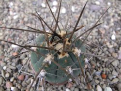 Gymnocalycium armatum LH1431 Pajcho centro, Tarija, pot 5,5 cm - 12409903
