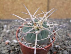 Gymnocalycium armatum, pot 5,5 cm - 12409906
