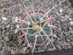Gymnocalycium armatum, pot 5,5 cm - 12409908