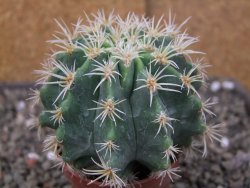 Pelecyphora aseliphormis X Ferocactus - chimera pot 6,5 cm Roubovaná - 12409912