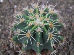 Pelecyphora aseliphormis X Ferocactus - chimera pot 6,5 cm Roubovaná