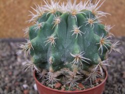 Pelecyphora aseliphormis X Ferocactus - chimera pot 6,5 cm Roubovaná - 12409920