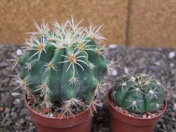 Pelecyphora aseliphormis X Ferocactus - chimera pot 6,5 cm Roubovaná - 12409922