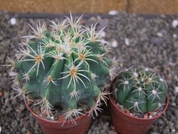 Pelecyphora aseliphormis X Ferocactus - chimera pot 6,5 cm Roubovaná - 12409923