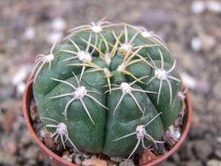 Gymnocalycium denudatum Jan Šuba, pot 5,5 cm