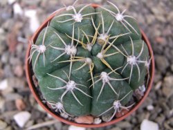 Gymnocalycium denudatum Jan Šuba, pot 5,5 cm - 12409925