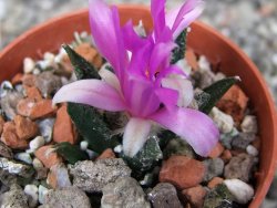 Ariocarpus bravoanus El Ňuňez pot 5,5 cm - 12409928