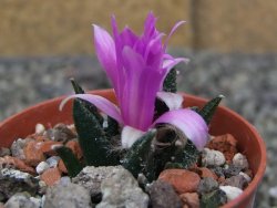 Ariocarpus bravoanus El Ňuňez pot 5,5 cm - 12409929