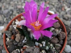 Ariocarpus bravoanus El Ňuňez pot 5,5 cm - 12409932