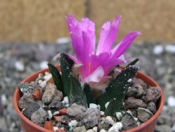 Ariocarpus bravoanus El Ňuňez pot 5,5 cm - 12409933