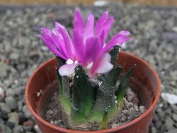 Ariocarpus bravoanus El Ňuňez pot 5,5 cm - 12409934