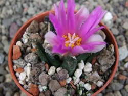 Ariocarpus bravoanus El Ňuňez pot 5,5 cm - 12409937