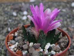 Ariocarpus bravoanus El Ňuňez pot 5,5 cm - 12409938