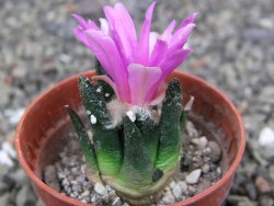 Ariocarpus bravoanus El Ňuňez pot 5,5 cm - 12409939