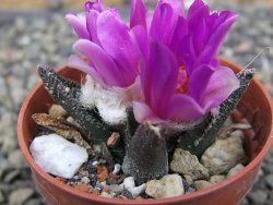 Ariocarpus bravoanus El Ňuňez pot 5,5 cm - 12409941