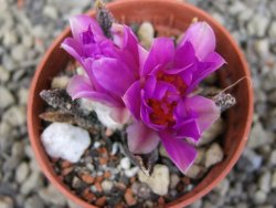 Ariocarpus bravoanus El Ňuňez pot 5,5 cm - 12409942