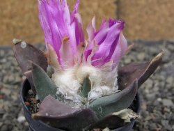 Ariocarpus confusus PP 420 Aramberi NL květináč 5,5 cm Cites IA - 12409948