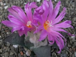 Ariocarpus confusus PP 420 Aramberi NL květináč 5,5 cm Cites IA - 12409950