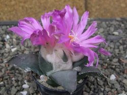 Ariocarpus confusus PP 420 Aramberi NL květináč 5,5 cm Cites IA