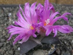 Ariocarpus confusus PP 420 Aramberi NL květináč 5,5 cm Cites IA - 12409952