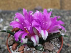 Ariocarpus agavoides pot 5,5 cm cites IA - 12409960