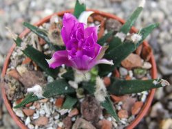 Ariocarpus agavoides pot 5,5 cm cites IA - 12409965