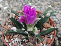 Ariocarpus agavoides pot 5,5 cm cites IA - 12409966