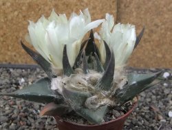 Ariocarpus trigonus elongatus San Antonio 7 cm - 12409973