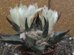 Ariocarpus trigonus elongatus San Antonio 7 cm