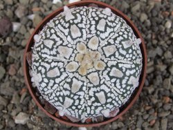 Astrophytum Super Kabuto pot 6,5 cm