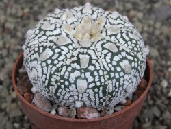 Astrophytum Super Kabuto pot 6,5 cm - 12409981