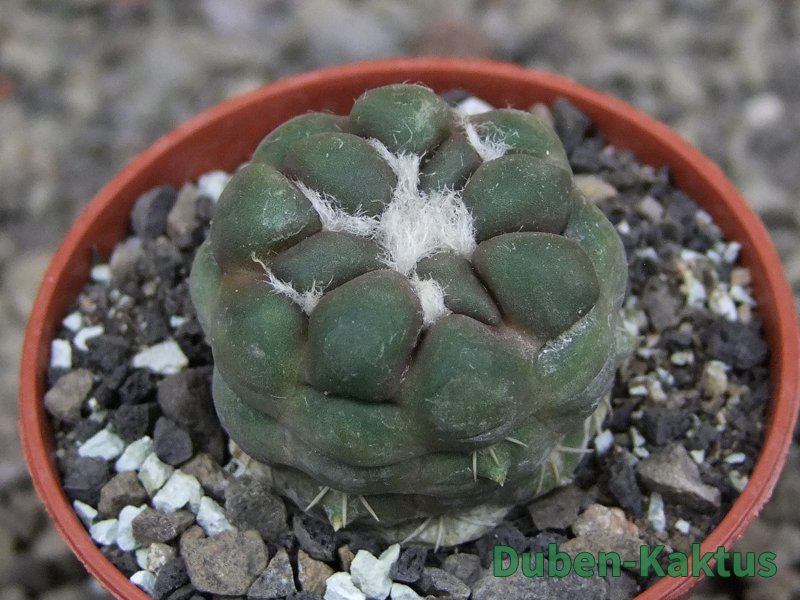 Cintia knizeii pot 5,5 cm