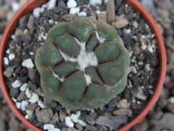 Cintia knizeii pot 5,5 cm - 12409984