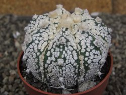 Astrophytum Z Jasenné pot 6,5 cm - 12409989