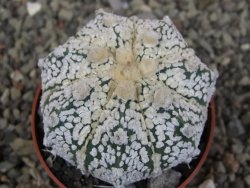 Astrophytum Z Jasenné pot 6,5 cm - 12409990