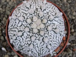 Astrophytum Z Jasenné pot 6,5 cm - 12409992