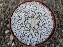 Astrophytum Z Jasenné pot 6,5 cm - 12409993