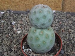 Tephrocactus geometricus pot 6,5 cm