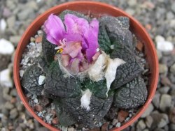 Ariocarpus lloydii pot 5,5 cm - 12410002