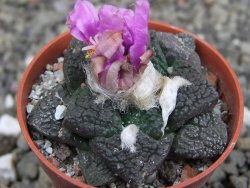 Ariocarpus lloydii pot 5,5 cm