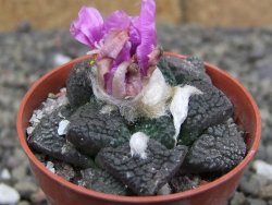 Ariocarpus lloydii pot 5,5 cm - 12410004