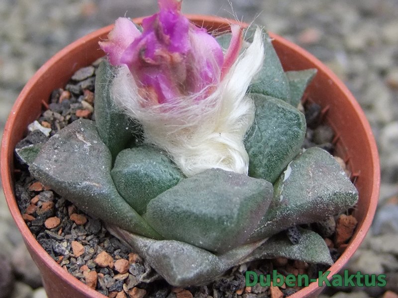 Ariocarpus lloydii pot 5,5 cm